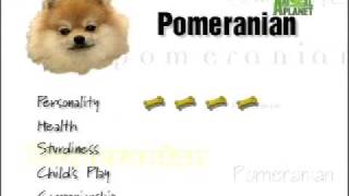 Breed All About It  Pomeranian