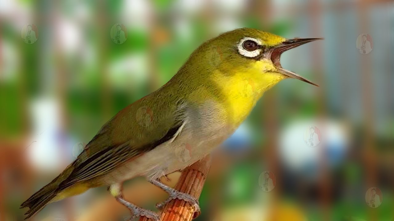 KHUYÊN MÁI CHÚA KÍCH TRỐNG NHANH LÍU SUNG NHẤT 2022 -... - youtube