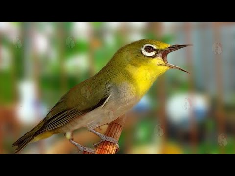 Video KHUYÊN MÁI CHÚA KÍCH TRỐNG NHANH LÍU SUNG NHẤT 2022 -... - youtube