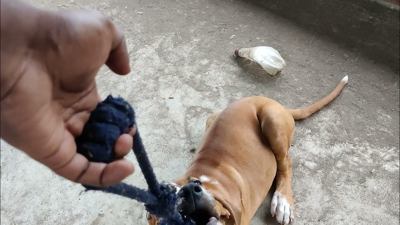 Bully kutta 3 month old puppy playing kerala malayalam YouTube