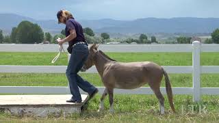 Famous LTR Training Tip #48: Preparation for Lunging Wealth