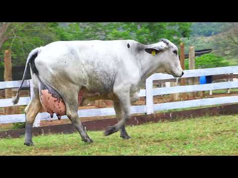 LOTE 01 156