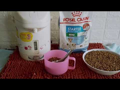 วีดีโอ: วิธีให้อาหารลูกสุนัขสปิตซ์