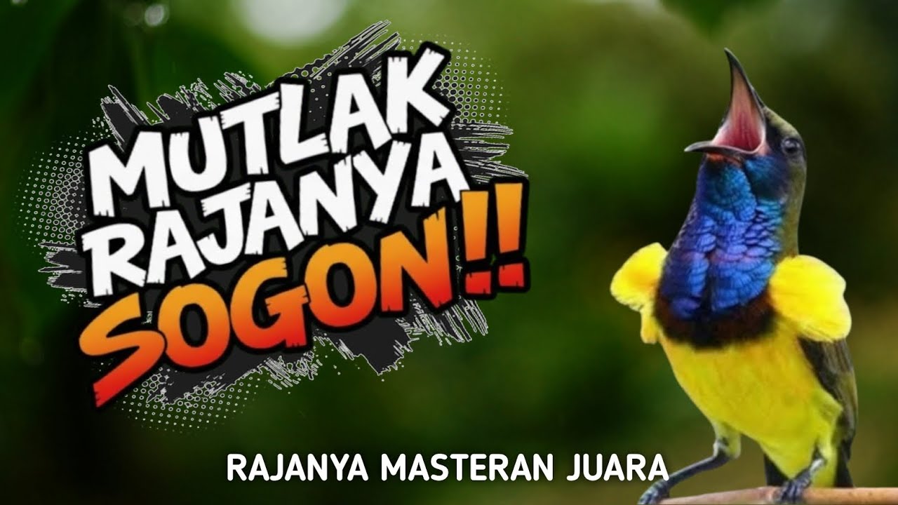 Ternyata ini rajanya !! MASTERAN SOGON SEKALI NAFAS 5 MATERI ‼️