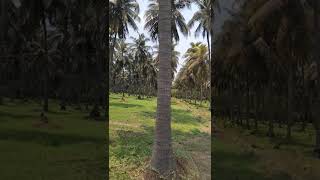 Beautiful Coconut Plantation