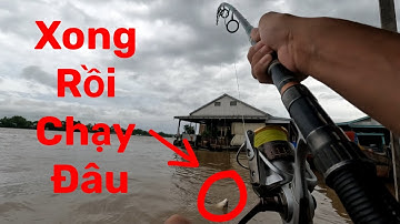 Câu Cá Vồ Đém Mùa Nước Nổi #11 || Cá Không Ăn Miệng Mà Ăn Bụng .