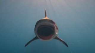 Exclusive Trailer: Deep Blue Sea 3 - Nature Bites Back | SYFY WIRE