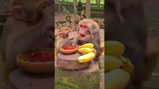 Not every fruit is friendly #animals #wildlifeentertainment #animallife #wildlife #funny