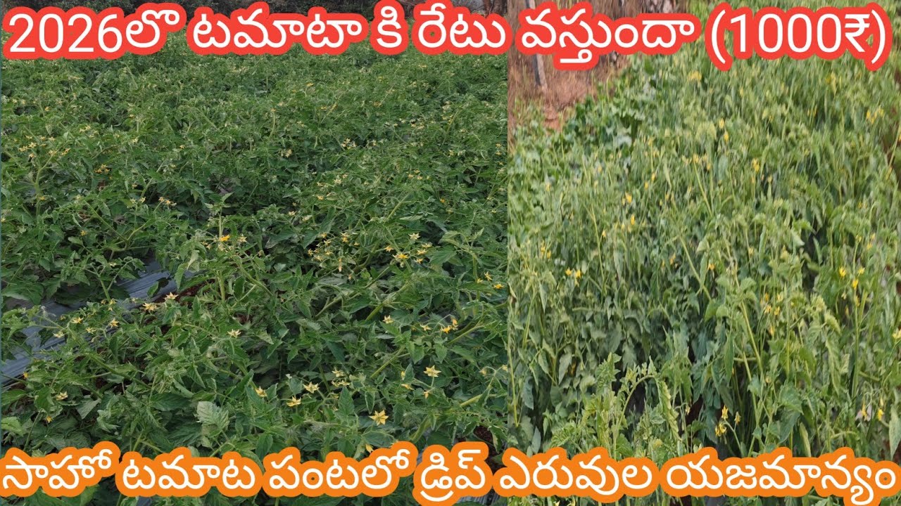 2026లో టమాటా రేట్ వస్తుందా (1000₹) & టమాటా కి డ్రిప్ ఎరువుల యాజమాన్యం & సాహో టమాట మంచి వెరైటీ 12/61