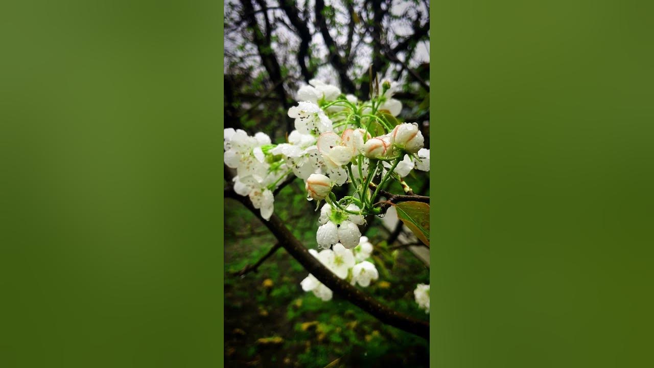 the-beauty-of-rain-is-how-it-falls-rain-relaxing-nature-trending