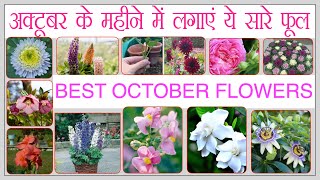 खुबसूरत सर्दियों के लिए अक्टूबर महीने में लगाएं ये सारे फूल।। WINTER FLOWERS TO START IN OCTOBER