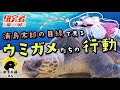 【研究者に聞いてみた】浦島太郎の目線で見るウミガメたちの行動