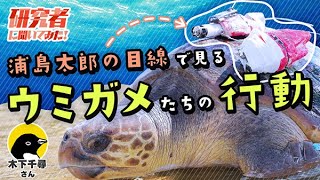 【研究者に聞いてみた】浦島太郎の目線で見るウミガメたちの行動