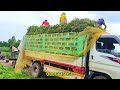 រៀបចំដឹកដើមអោយបងប្អូនដាំ Cambodian Agriculture - កសិកម្មកម្ពុជា