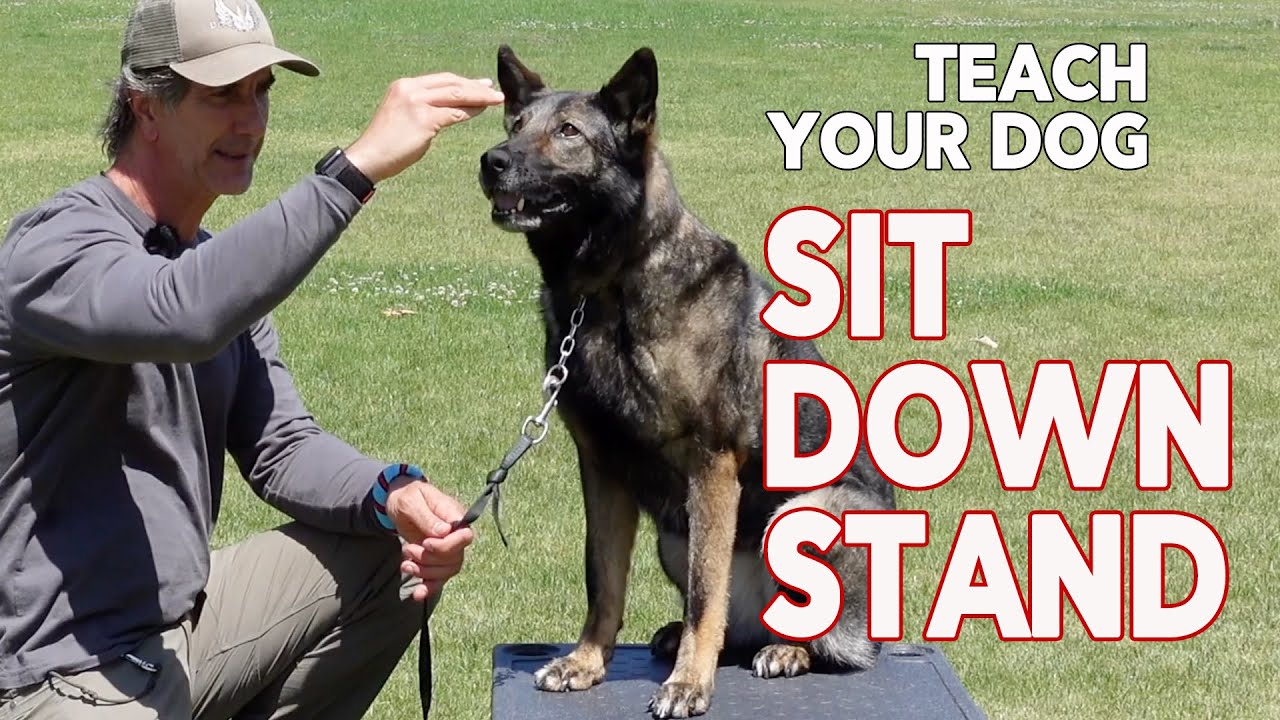Teach Your Dog SIT DOWN STAND Basic Dog Training OBEDIENCE