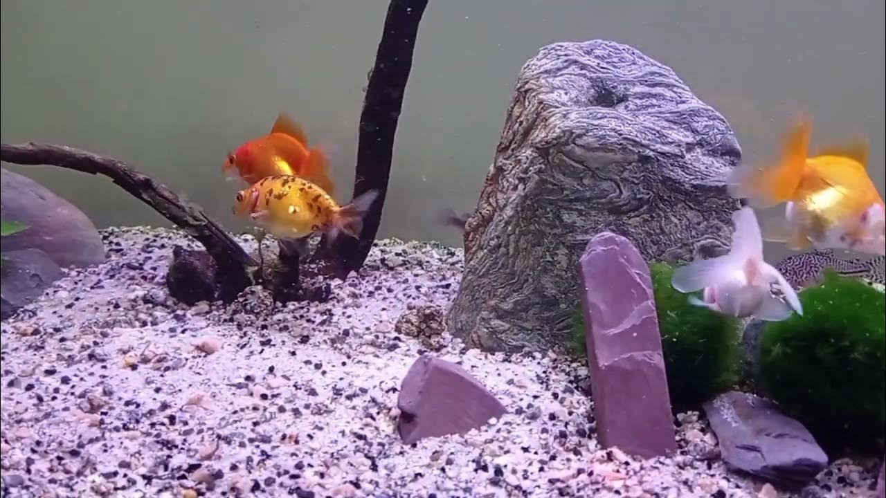 Fancy GoldFish & Corydoras Aquarium YouTube