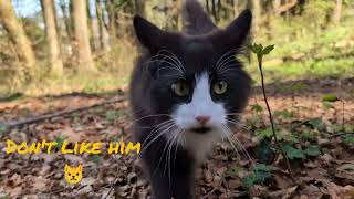 Norwegian Forest Cat: Odin in Spring Forest by Norsk Skogskatt TV 8,204 views 13 days ago 27 minutes