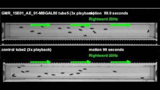 GMR_15E01_AE_01-MBGAL80_shi_Orion_20120529T130450 motion (seq3)