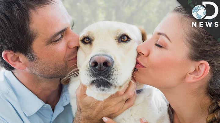 Why We Love Dogs More Than Humans - DayDayNews