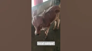 Local Sahiyal 2025 