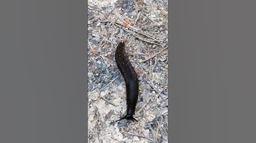 Snail without shells #nature #snail #evenetmakukule #big5 #wildlife