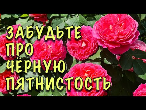 Видео: Лечение черной пятнистости бананов - узнайте о болезни черной пятнистости бананов