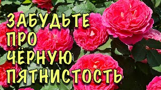 ЧЁРНОЙ ПЯТНИСТОСТИ НЕ БУДЕТ! Опрыскайте РОЗЫ ЭТИМ КОКТЕЙЛЕМ! ЧТО делать ЕСЛИ УЖЕ ПОЯВИЛИСЬ ПЯТНА