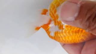DSCF1514