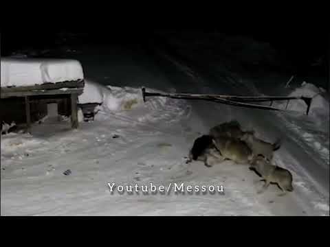 Видео: Франклин Бягство от затвора Двама Завинаги