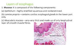 HISTOLOGY  OF ESOPHAGUS || LAYERS ||BARRET'S ESOPHAGUS || FACTORS PREVENTING  GERD