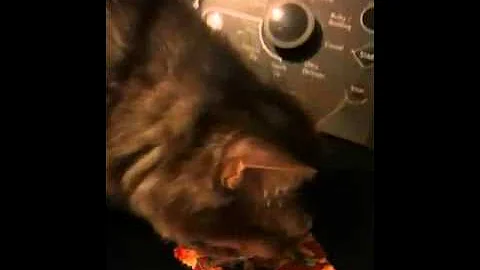 Video 324651: turkish angora cat, turkish angora kitty, cfa cat show, somali cat, cat toy