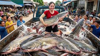 TIMELAPSE: Buying Large Catfish from Villagers – Transporting 150KG by 3-Wheel Truck to Market