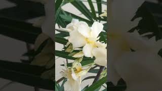 white colour arali flower #shorts