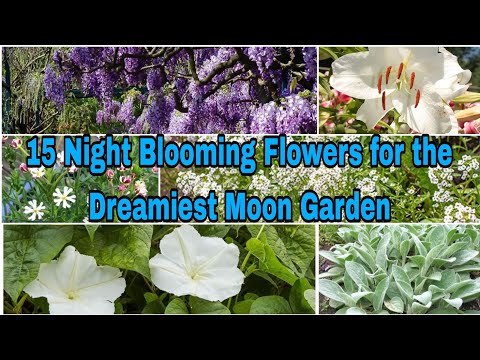 15 Night - Blooming Flowers For The Dreamiest Moon Garden