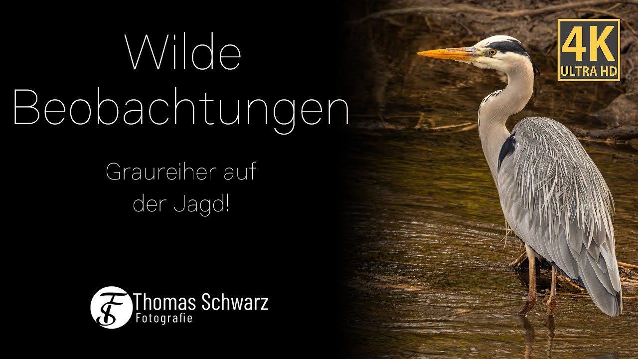 Wilde Beobachtungen - Graureiher auf der Jagd #4k #relaxandchill