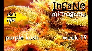 InSaNe micro grow - She's Ripe! - Purple Kush episode 19 - Dr.Pedder's Garden Of Weeden