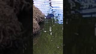 Swimming Coypu