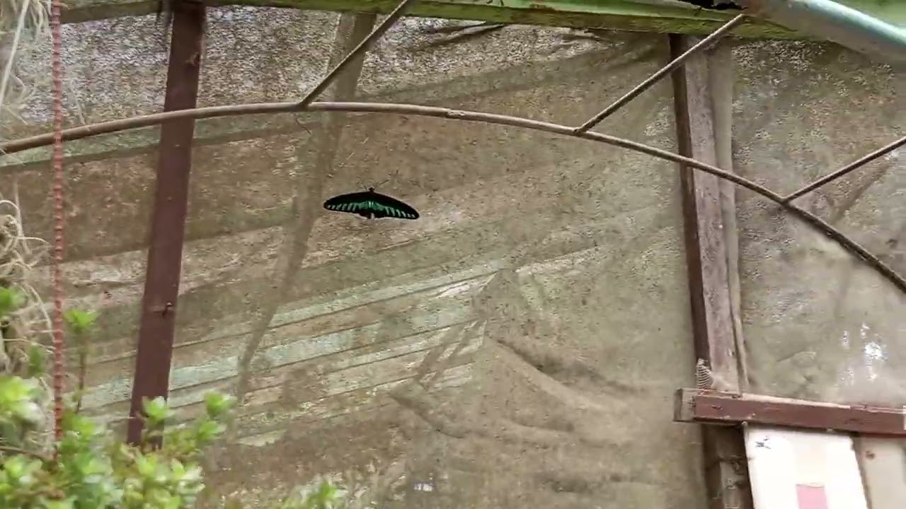 Malaysia's Most Beautiful Lavender Farm! 🌿 4K Scenic Walk