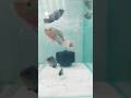 flowerhorn SRT fish it's looking out of the world.#shorts #youtubeshorts #aquarius