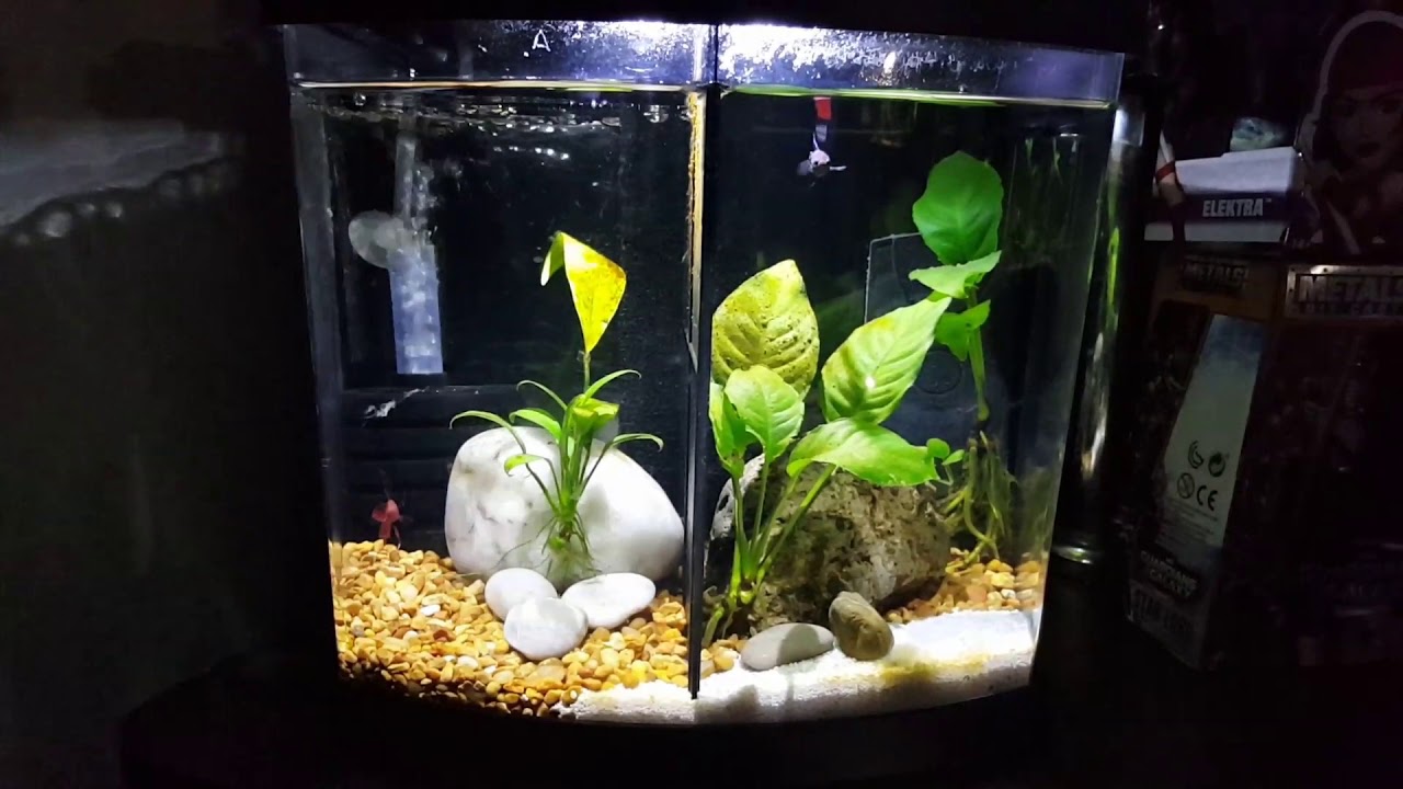 Tips for keeping Betta Fish!!! YouTube