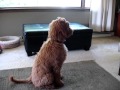 Zeke the goldendoodle was soo excited daddy came home.