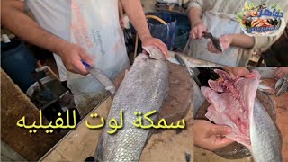 طريقة تنظيف وتجهيز سمكة الكوربين (لوت) فيلية خالية من الشوك حسب رغبة الزبون.