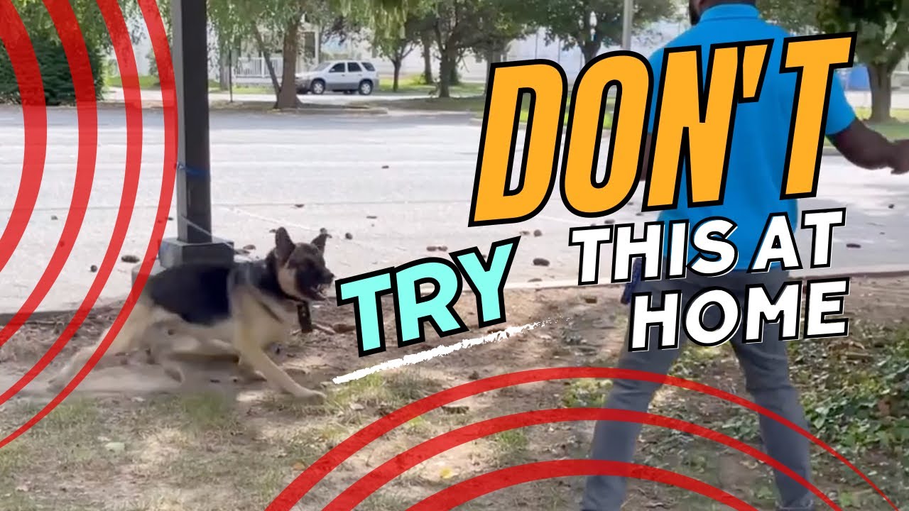 Transforming Aggressive Dogs in Just 4 Sessions: Real-Life Rehabilitation | We'll Travel to Train