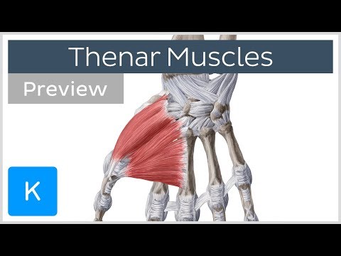 Video: Thenar Eminence: Muskler, Anatomi, Definisjon Og Funksjon