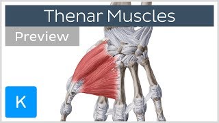 Thenar muscles of the hand (preview) - Human Anatomy | Kenhub