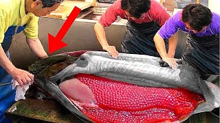 شاهد كيف يتم استخراج الكافيار من الأسماك ولماذا سعره مرتفع للغاية ؟!