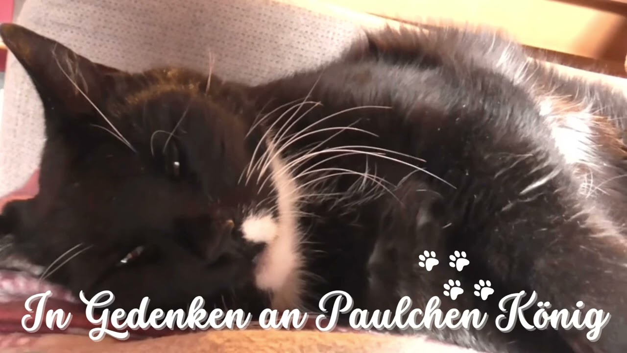 🐾 Abschied von vier Pfoten 🐾 Wenn eine Katze geht, bleibt die Liebe...💕