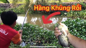 Câu Cá Rô Đồng, Câu Đài Sông Miền Tây Gặp Trúng Ổ Cá Rô Đồng Giật Thấy Mê