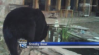 Bear caught on camera wandering backyards in Los Alamos