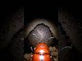 “POV: A Camera Mounted on a Dung Beetle Enters a Hidden Underground Civilization”